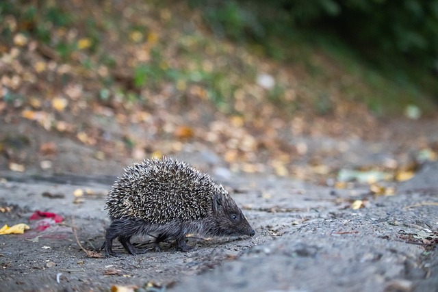 技战术水平 技战术水平